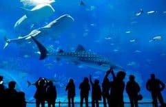 Aquariums category image